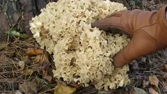 Kotrč kadeřavý: jak ho bezpečně poznat, kde roste a proč se mu říká lesní karfiol