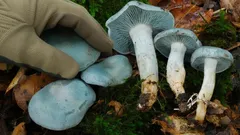 Tuhle houbu ucítíte dřív, než ji uvidíte: strmělka anýzka a proč v kuchyni stačí pár kousků