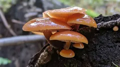 Zimní houbaření bez chyb: plaménka zimní v terénu a nejčastější záměny