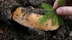 Nejčastější záměny holubinky odbarvené: na které druhy si dát v lese pozor