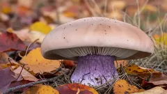 Kdy roste půvabnice dvojbarvá a kde ji najít: podzimní tip na houbaření mimo les