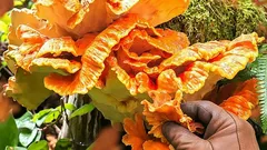 Kuřecí houba v praxi: kdy sbírat sírovec žlutooranžový a kdy ho raději nechat v lese