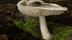 Houba, kterou v lese často míjíme: štítovka jelení a pár znaků, co vám otevřou oči