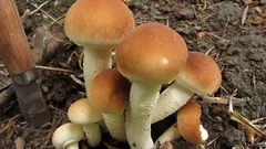 Nenápadná houba u topolů, která umí překvapit: jak poznat polničku topolovou a kde ji hledat